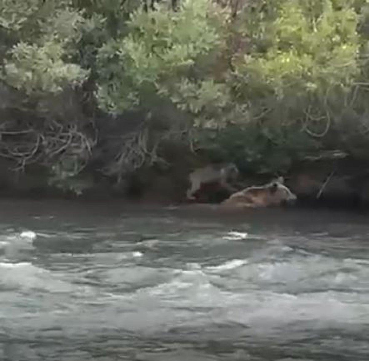 Tunceli’de anne ayı, sudan korkan yavrusu için geri döndü