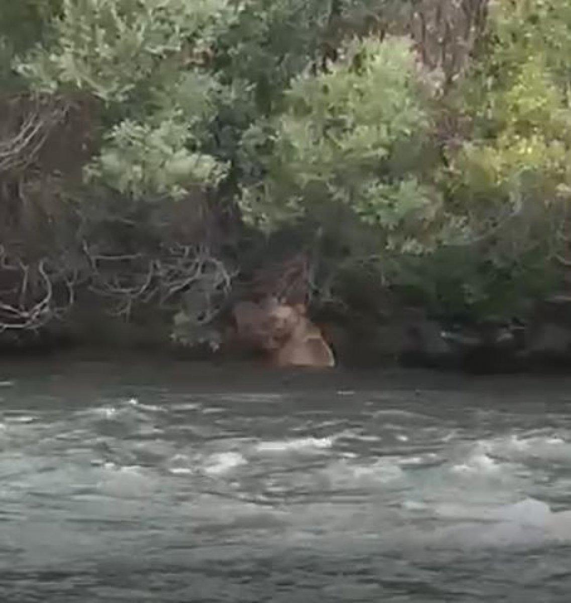 Tunceli’de anne ayı, sudan korkan yavrusu için geri döndü