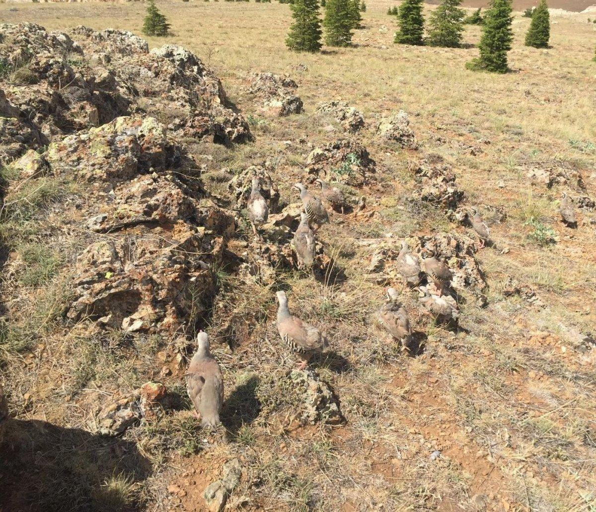 Konya’da keklik besleyen şahsa 61 bin lira ceza