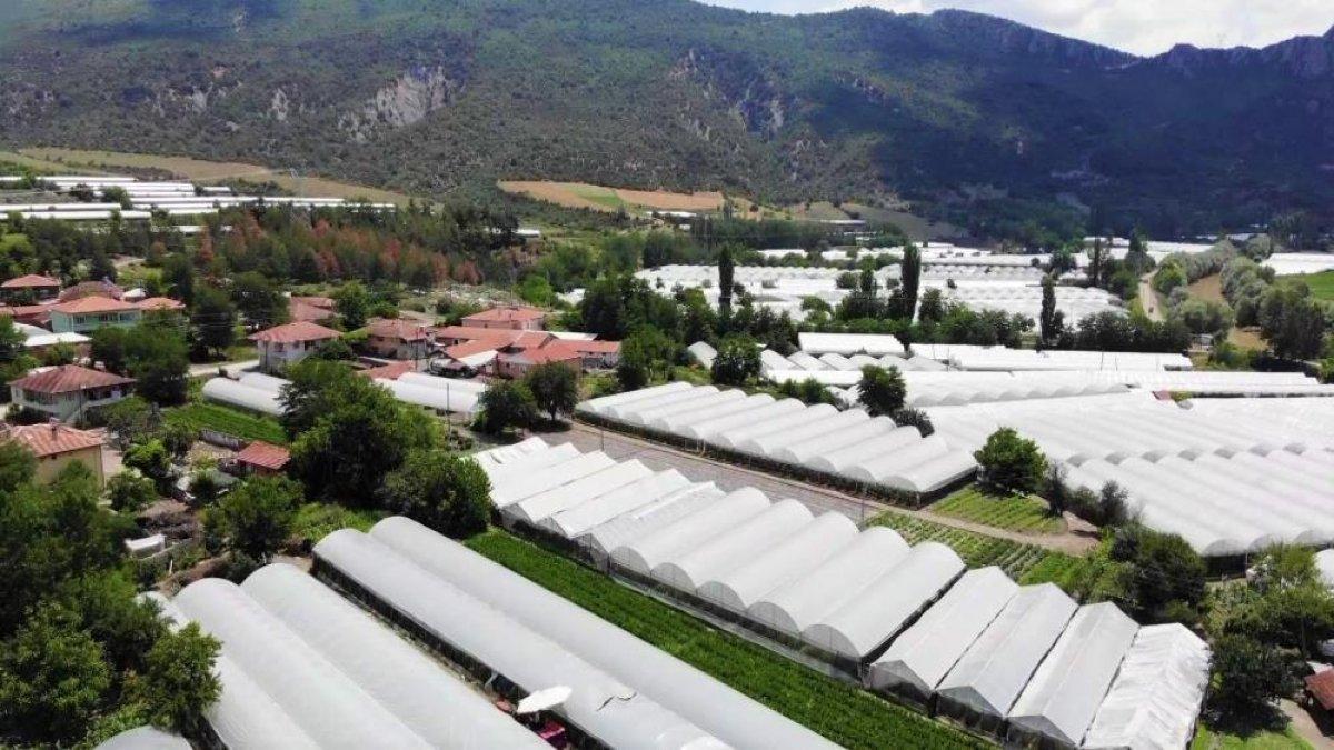 Amasya’da domates hasadı başladı