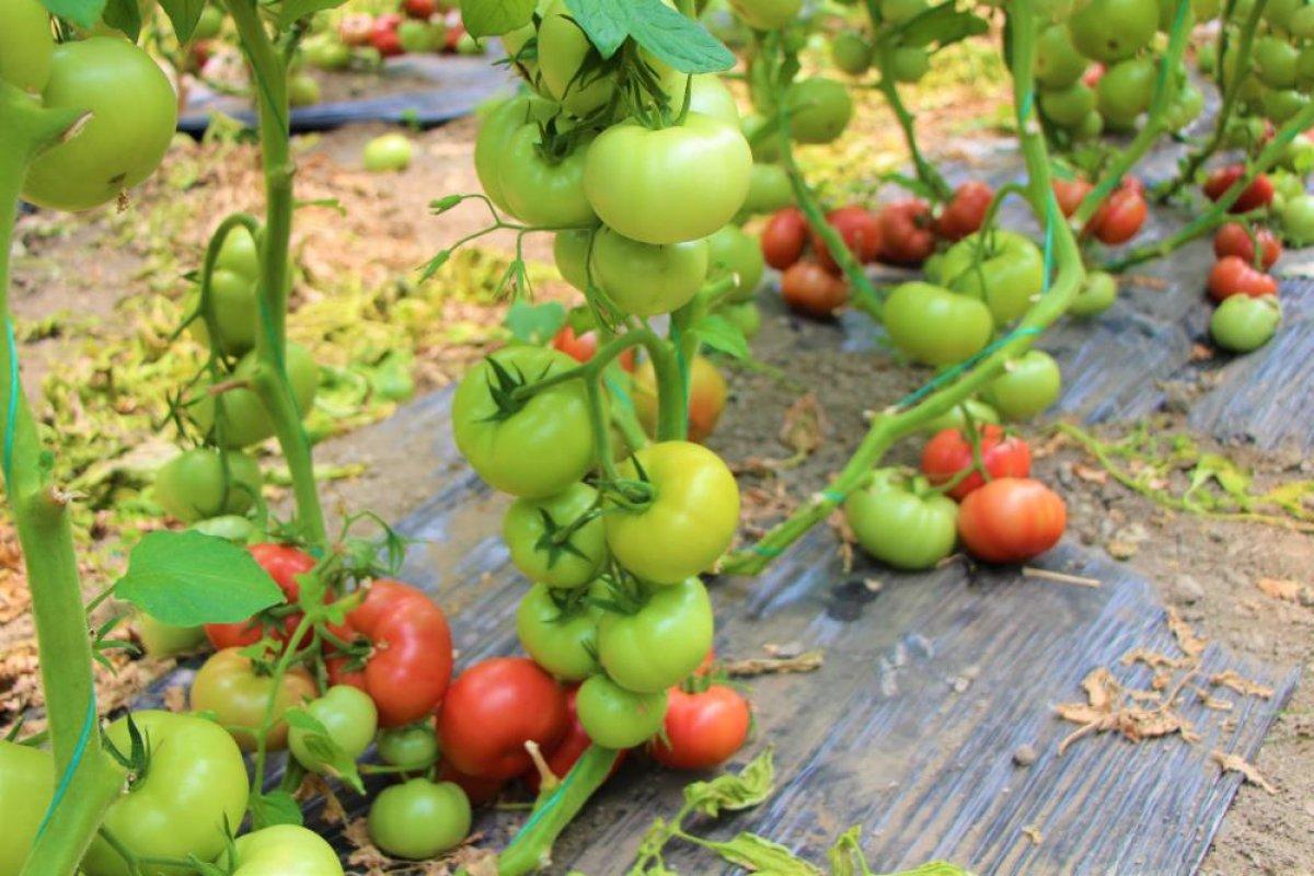 Amasya’da domates hasadı başladı