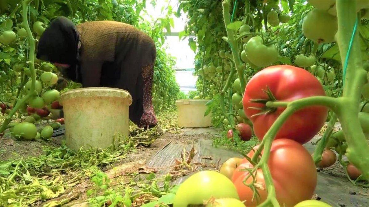 Amasya’da domates hasadı başladı