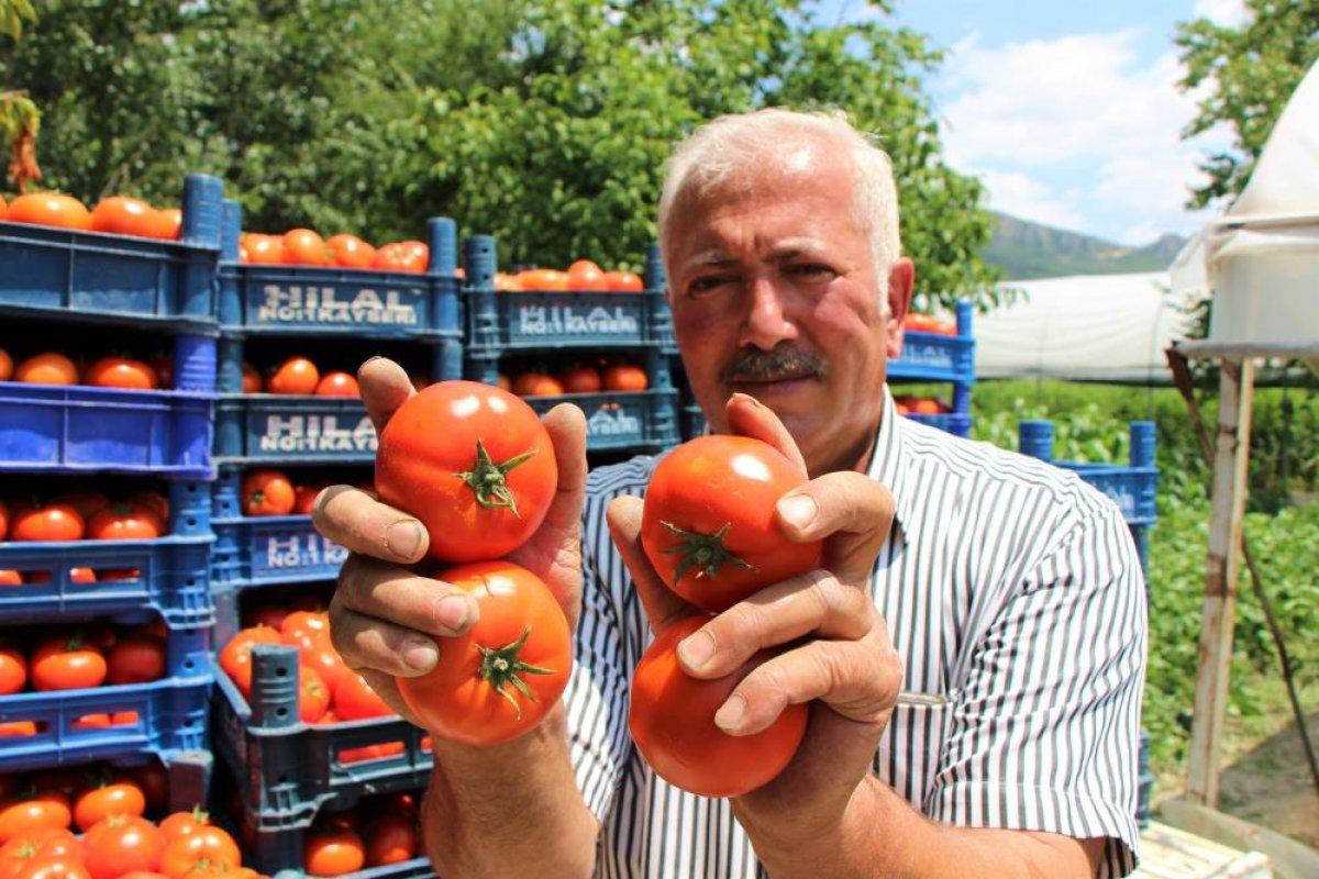 Amasya’da domates hasadı başladı