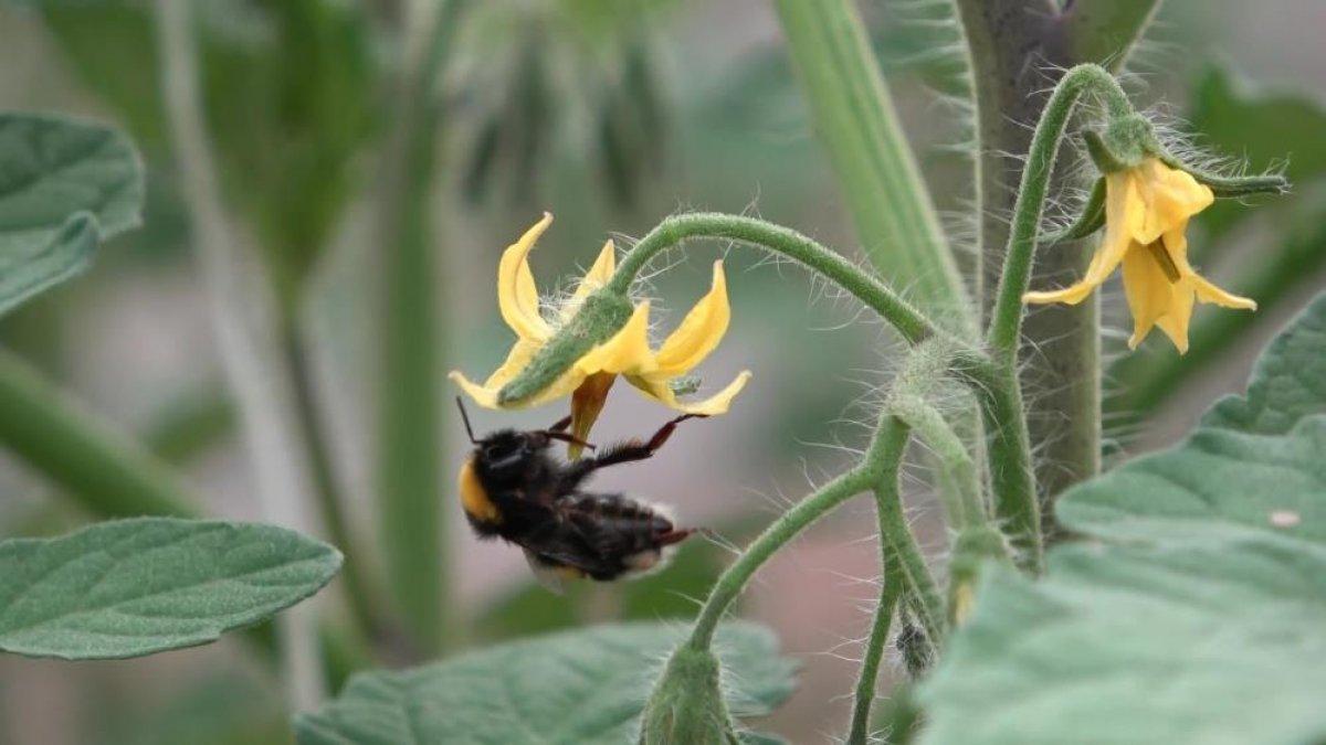 Amasya’da domates hasadı başladı