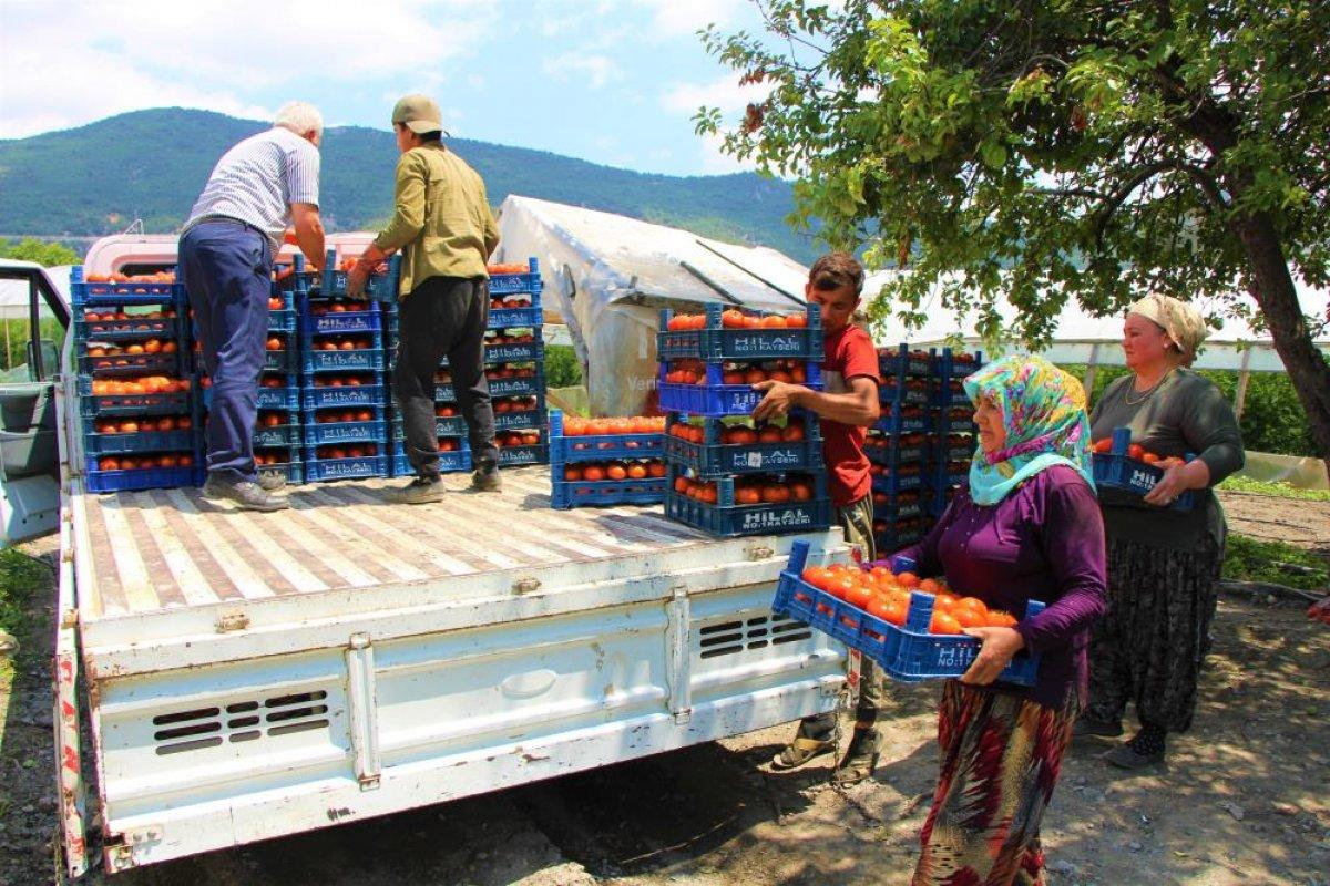 Amasya’da domates hasadı başladı