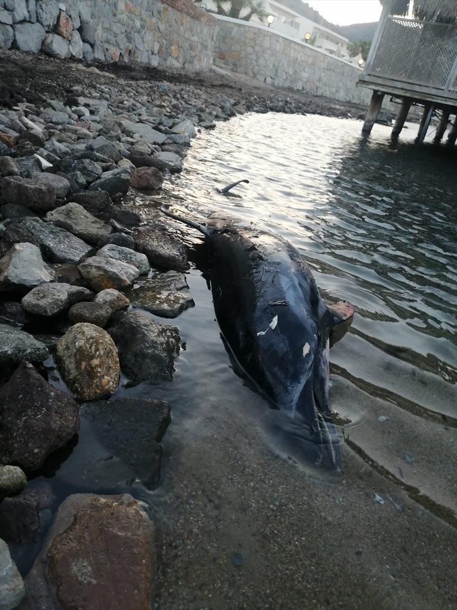 Muğla'da ölü yunus kıyıya vurdu