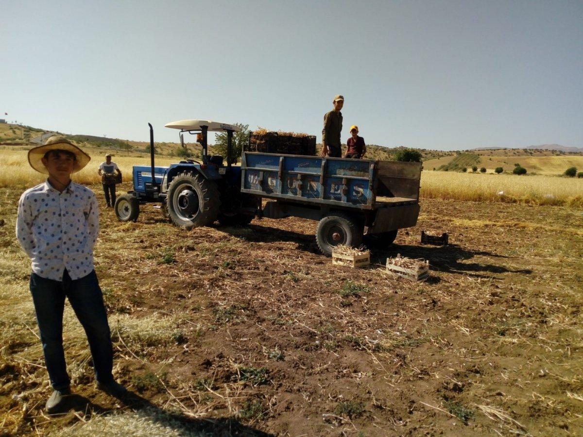 Kulp sarımsağında hasat zamanı