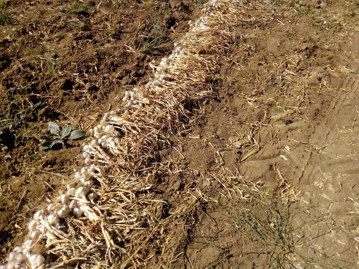 Kulp sarımsağında hasat zamanı