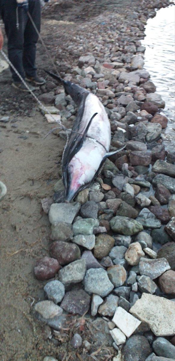 Muğla'da ölü yunus kıyıya vurdu