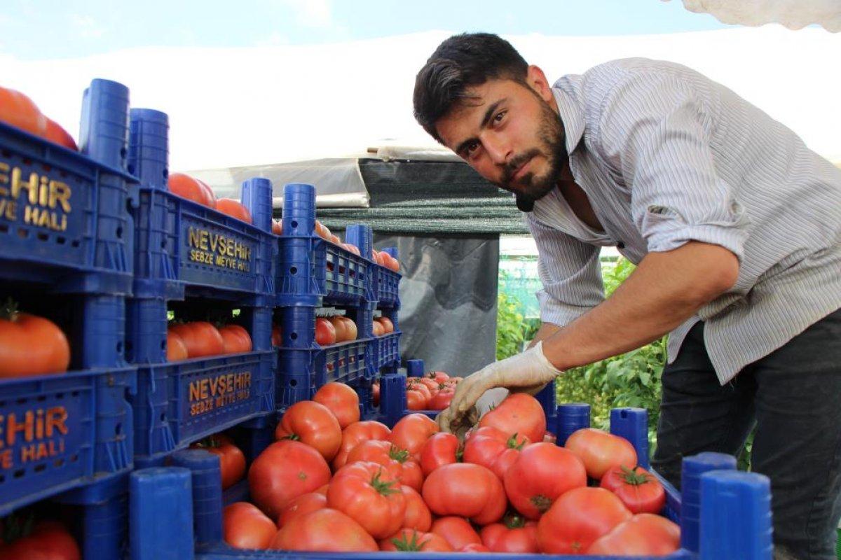 Amasya’da domates hasadı başladı