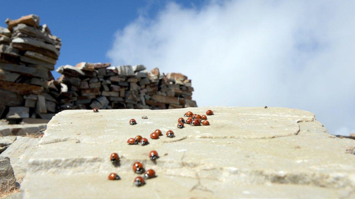 Uludaz Tepesi, uğur böcekleriyle dikkat çekiyor