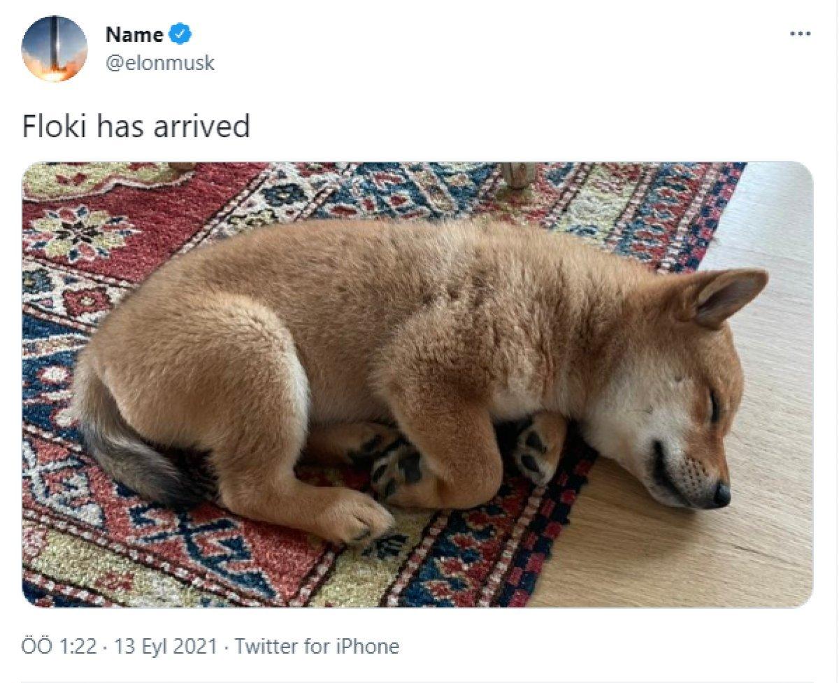 Elon Musk tweetledi, herkes merak etti: Floki nedir?