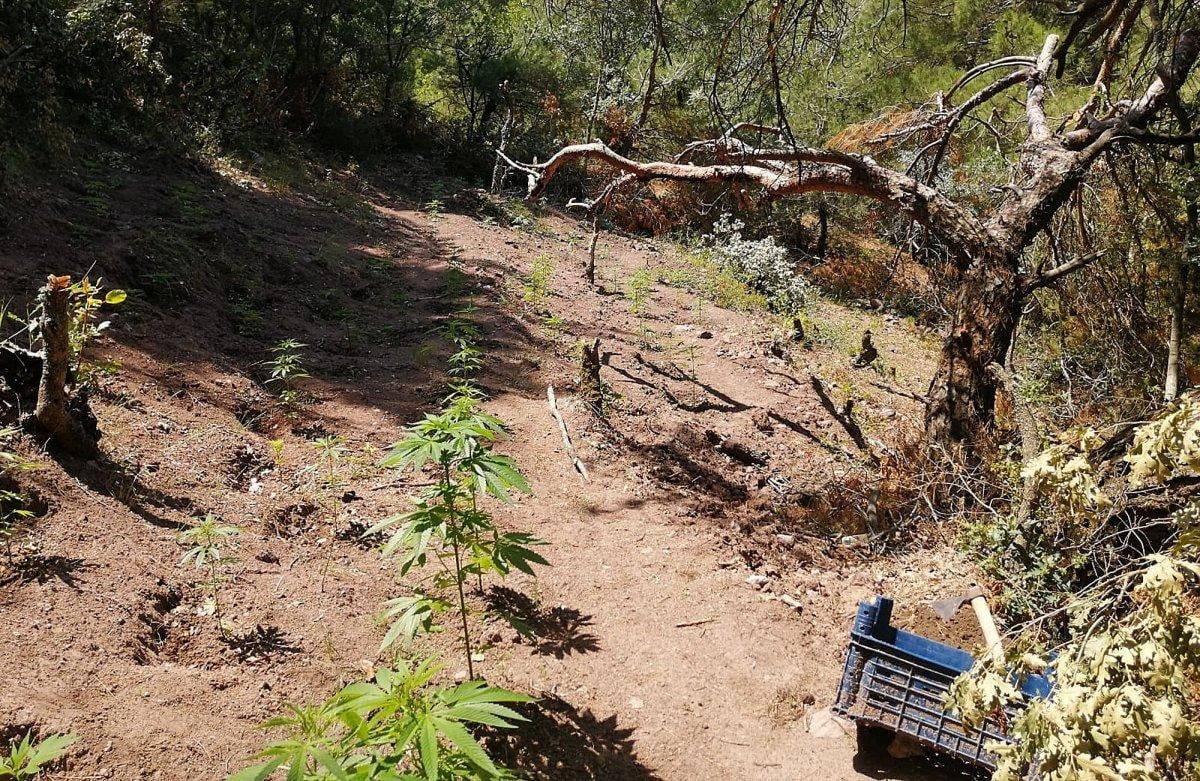 Manisa'da jandarma tarafından 297 kök Hint keneviri ele geçirildi