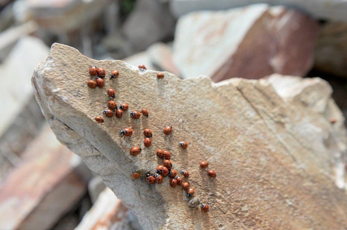 Uludaz Tepesi, uğur böcekleriyle dikkat çekiyor