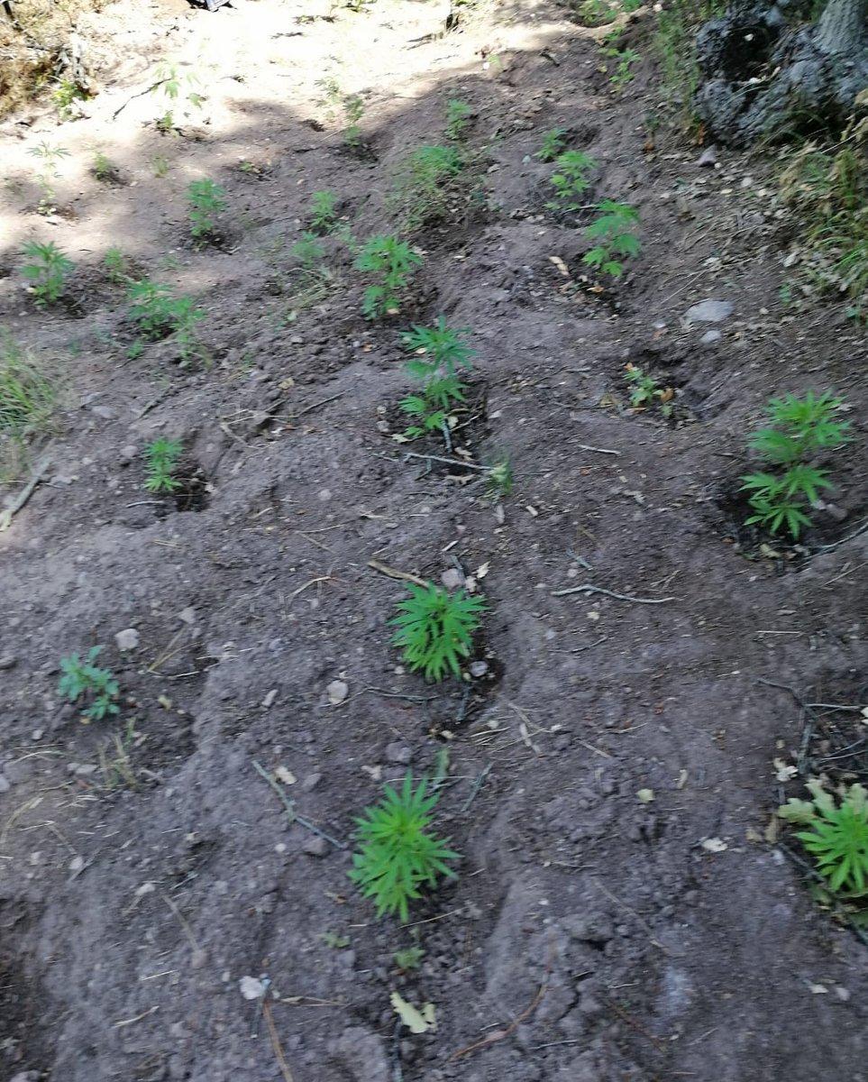 Manisa'da jandarma tarafından 297 kök Hint keneviri ele geçirildi