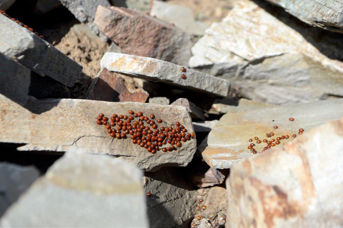 Uludaz Tepesi, uğur böcekleriyle dikkat çekiyor