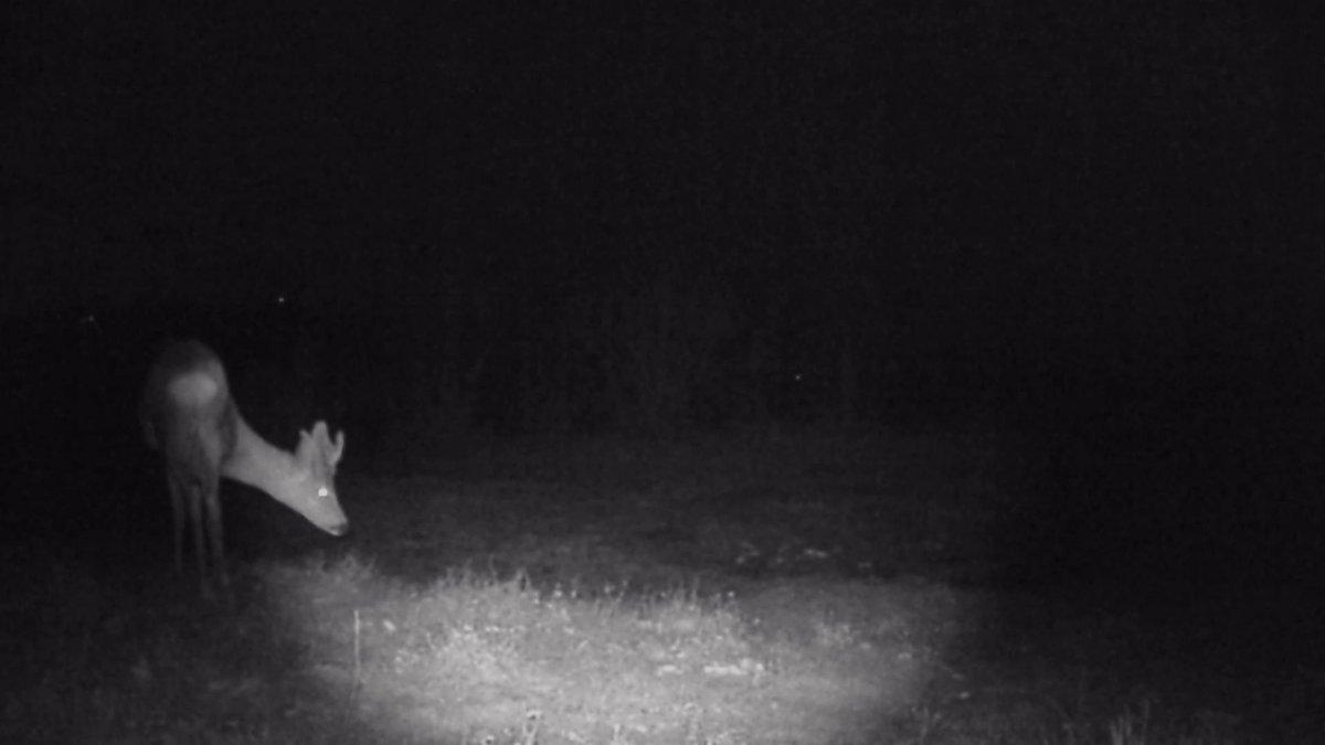Samsun'daki polis, hobi olarak vahşi yaşamı inceliyor