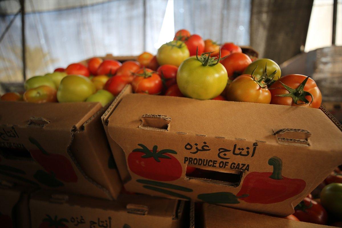 İsrail'den Gazzeli çiftçi ve tüccarlara 'sapsız domates' baskısı