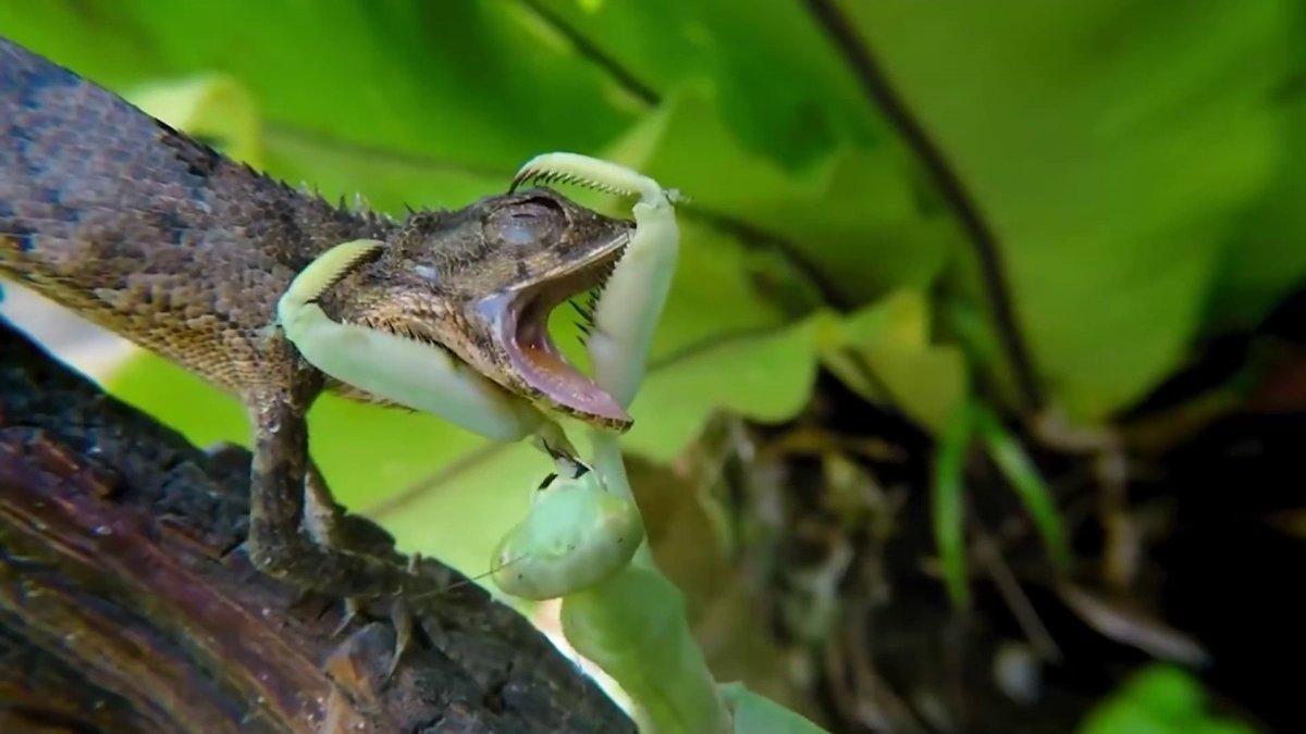 Samsun'daki polis, hobi olarak vahşi yaşamı inceliyor