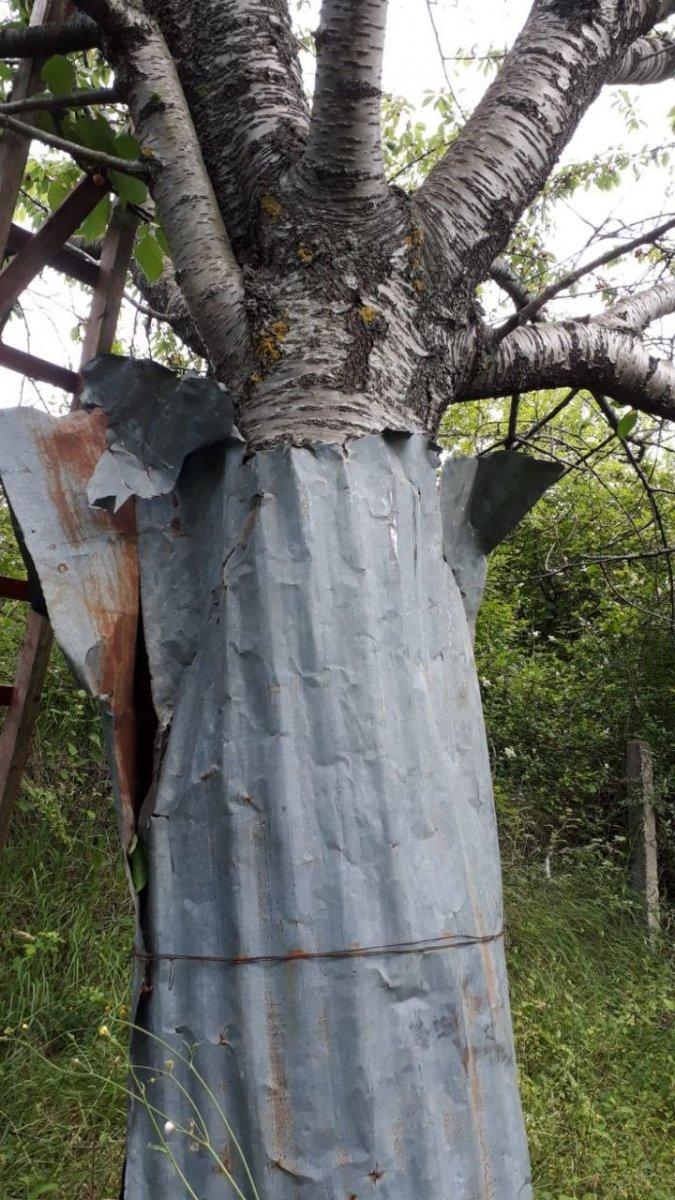 Kastamonu’da aç kalan ayılar, kiraz bahçelerini talan etti