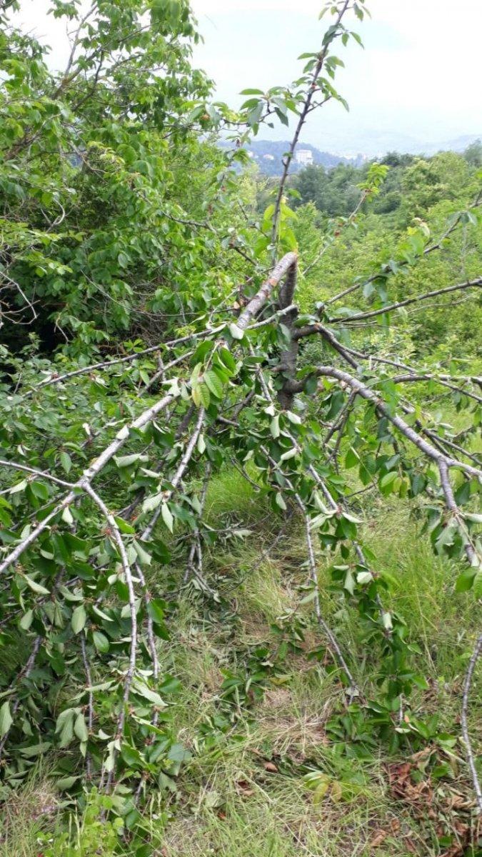 Kastamonu’da aç kalan ayılar, kiraz bahçelerini talan etti