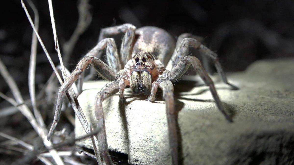 Samsun'daki polis, hobi olarak vahşi yaşamı inceliyor
