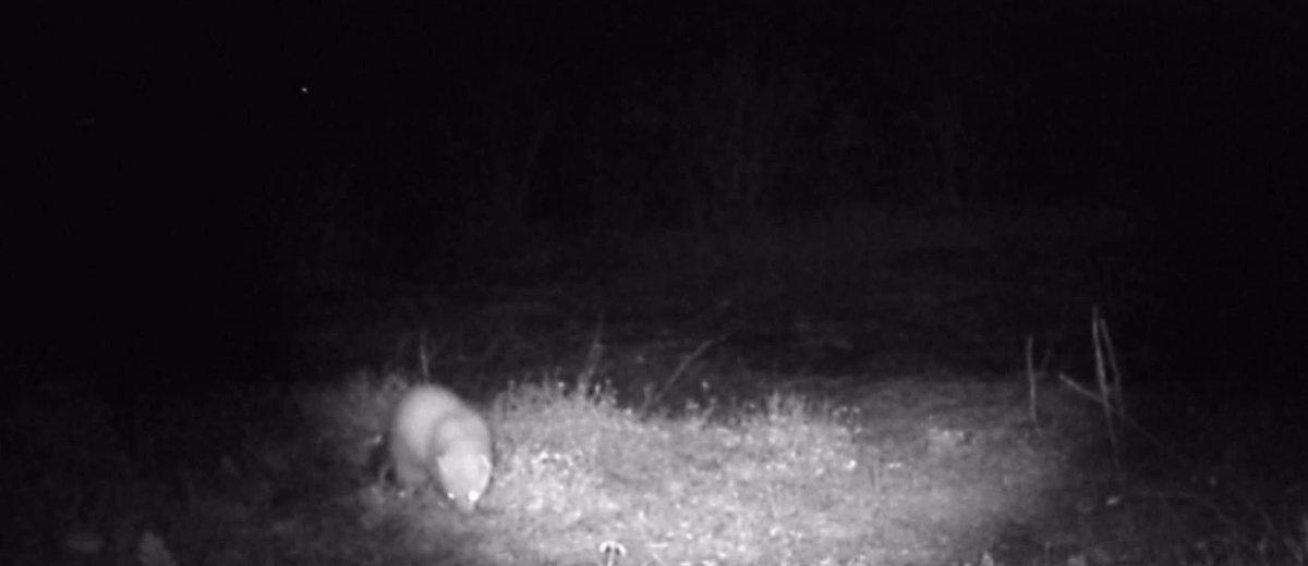 Samsun'daki polis, hobi olarak vahşi yaşamı inceliyor