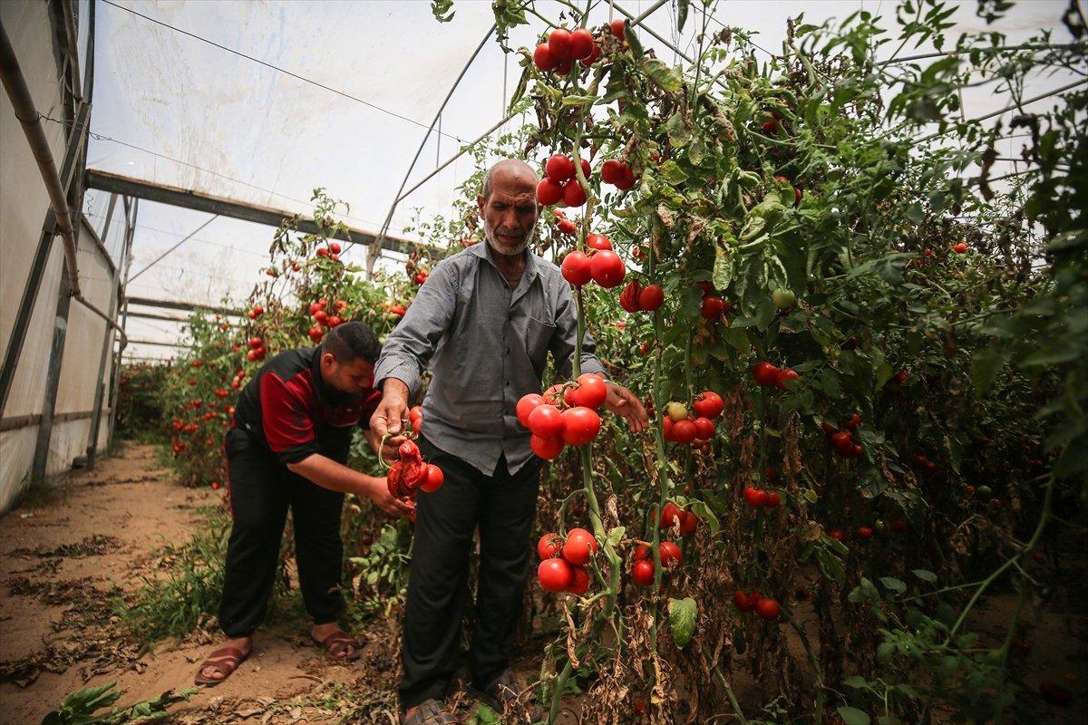İsrail'den Gazzeli çiftçi ve tüccarlara 'sapsız domates' baskısı