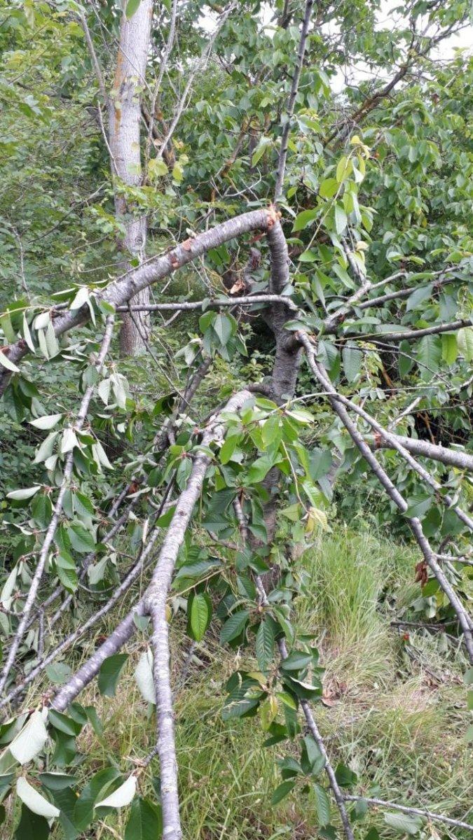 Kastamonu’da aç kalan ayılar, kiraz bahçelerini talan etti