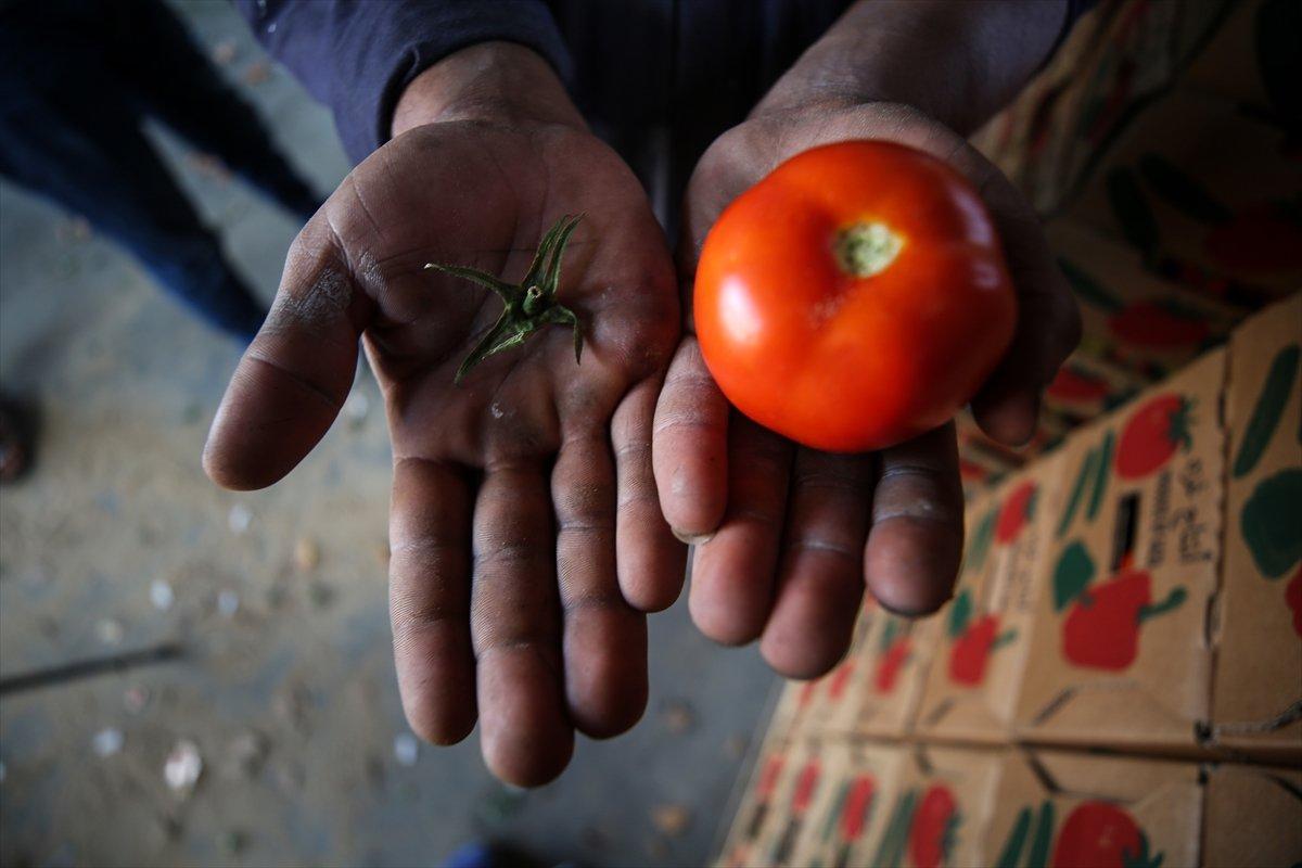 İsrail'den Gazzeli çiftçi ve tüccarlara 'sapsız domates' baskısı