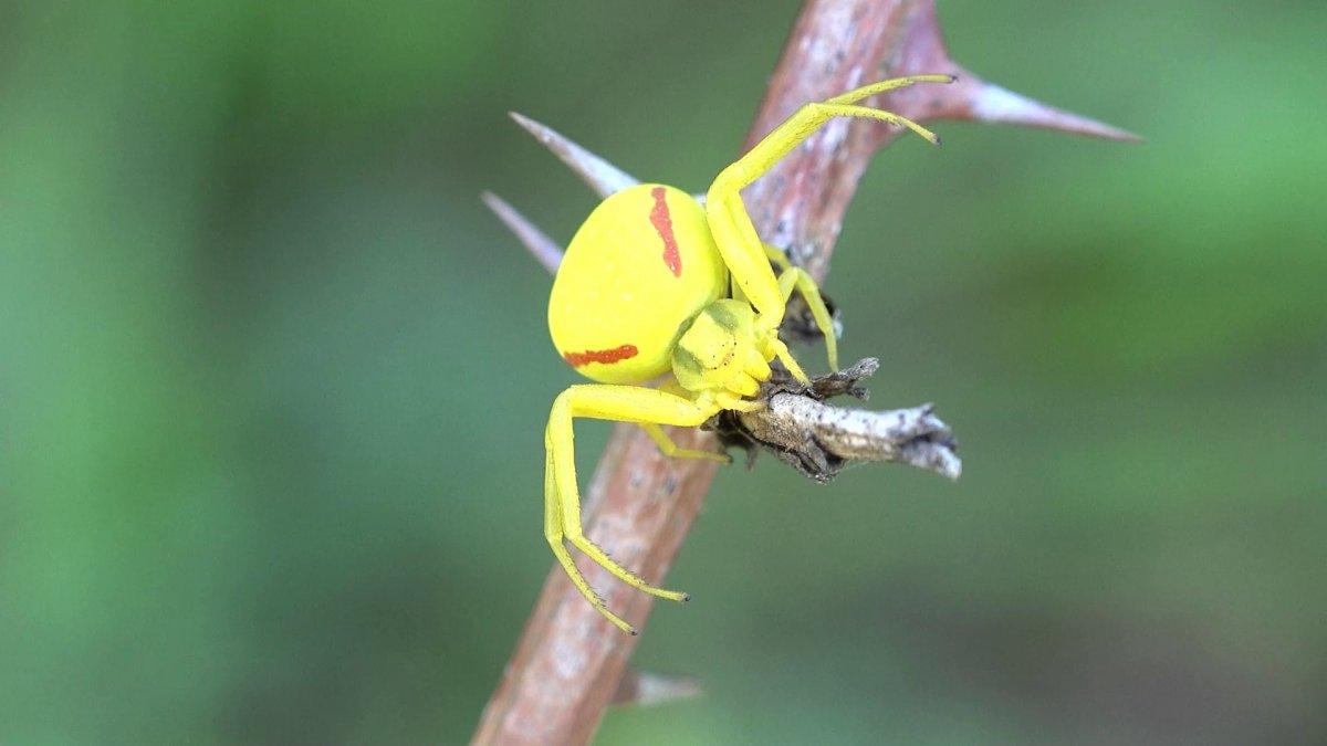 Samsun'daki polis, hobi olarak vahşi yaşamı inceliyor