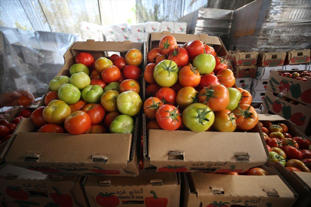 İsrail'den Gazzeli çiftçi ve tüccarlara 'sapsız domates' baskısı