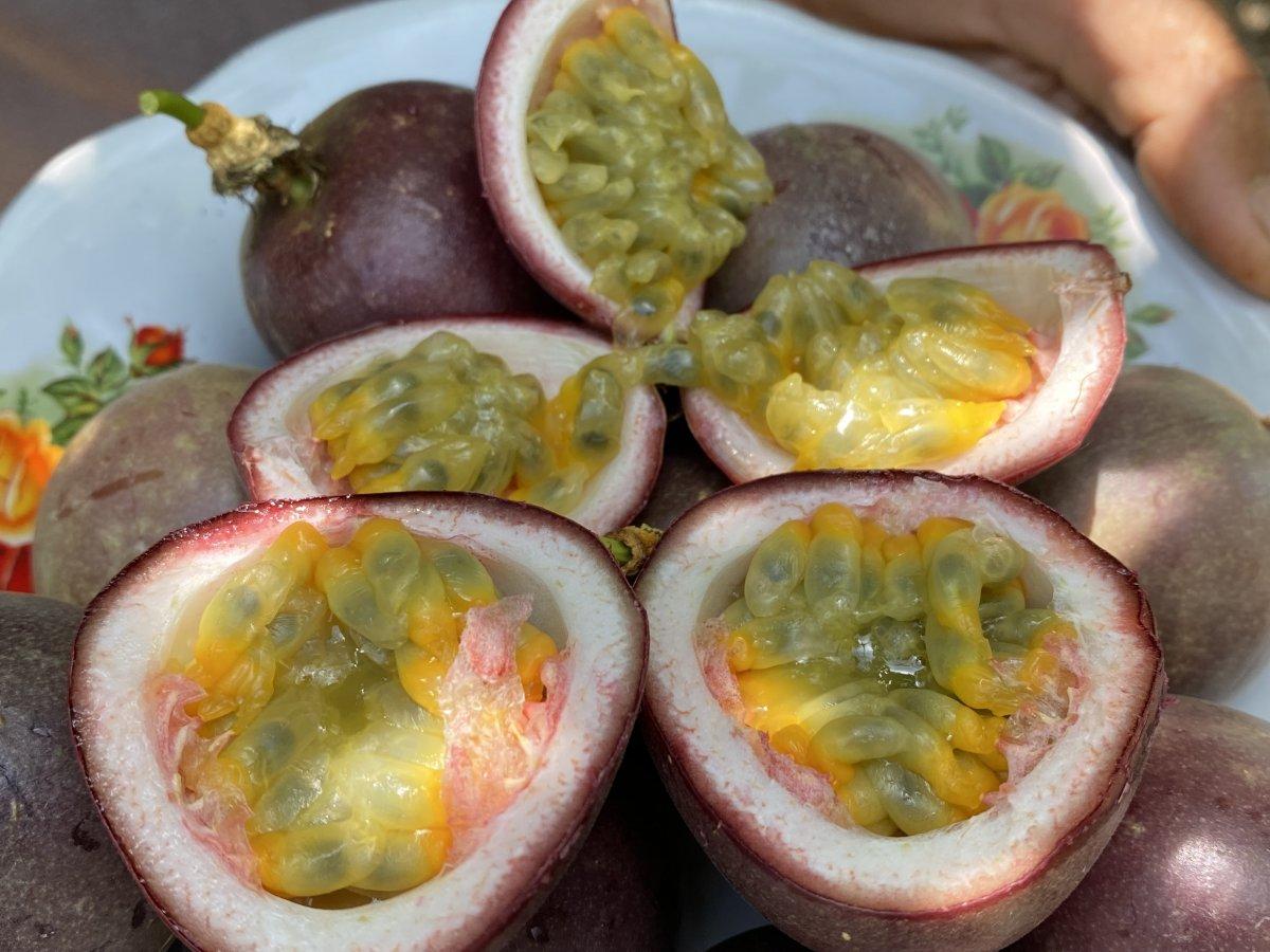 Passiflora talebine yetişilmiyor