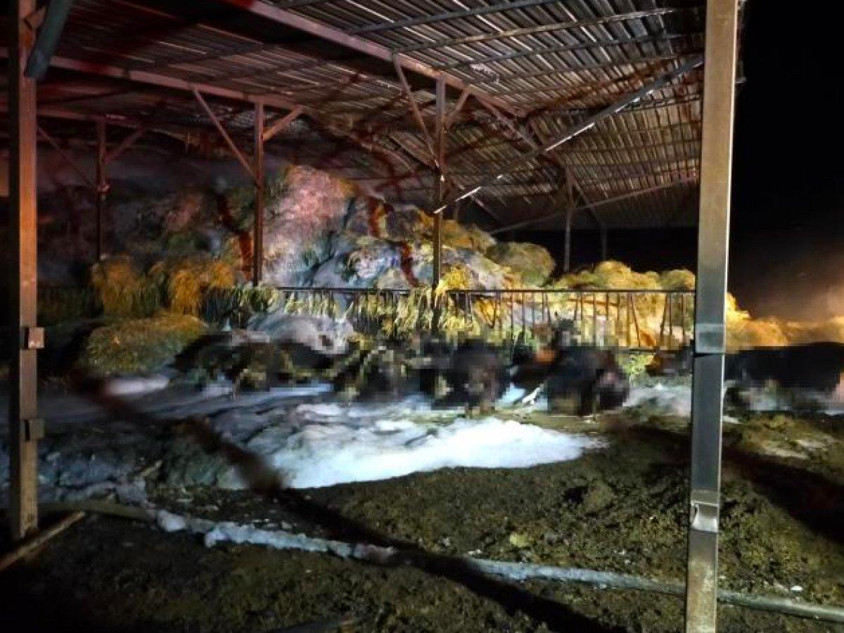 Denizli'de besihanede yangın çıktı: 22 büyükbaş hayvan telef oldu