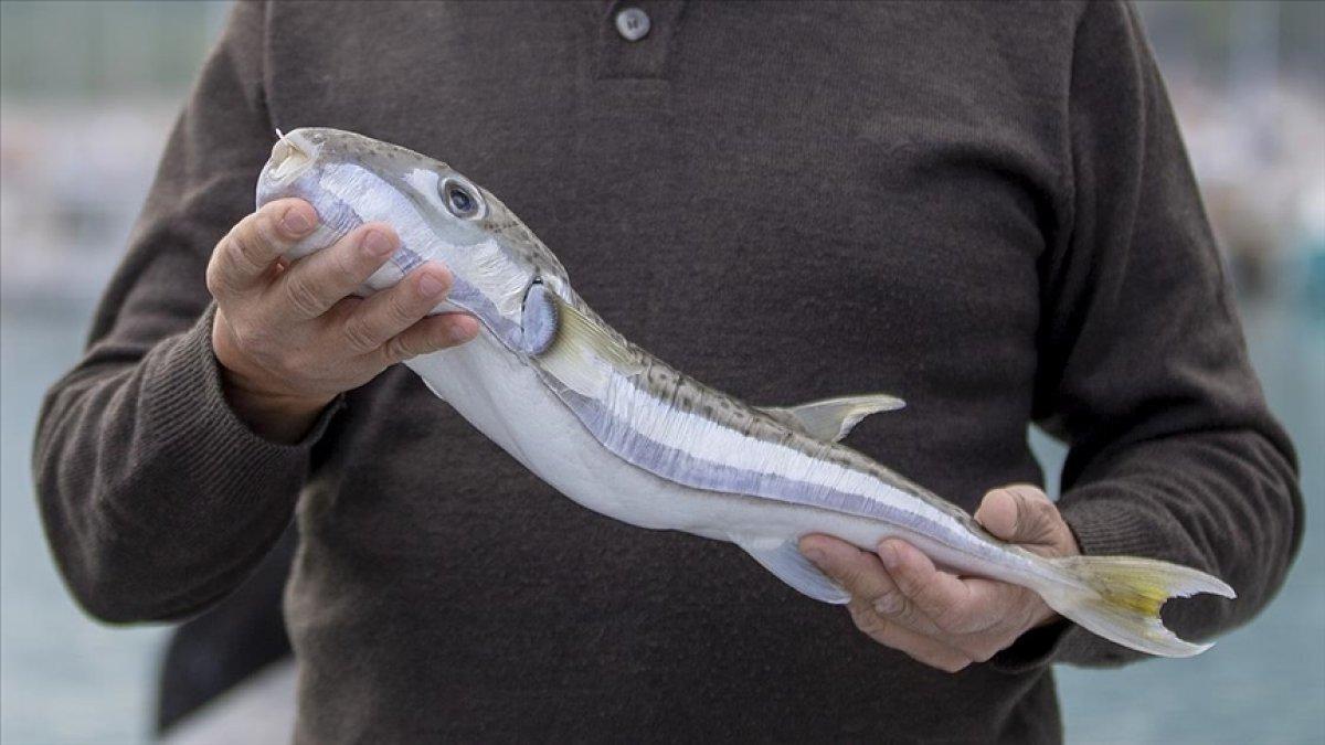 Balon balığına avlayanlara ödeme var