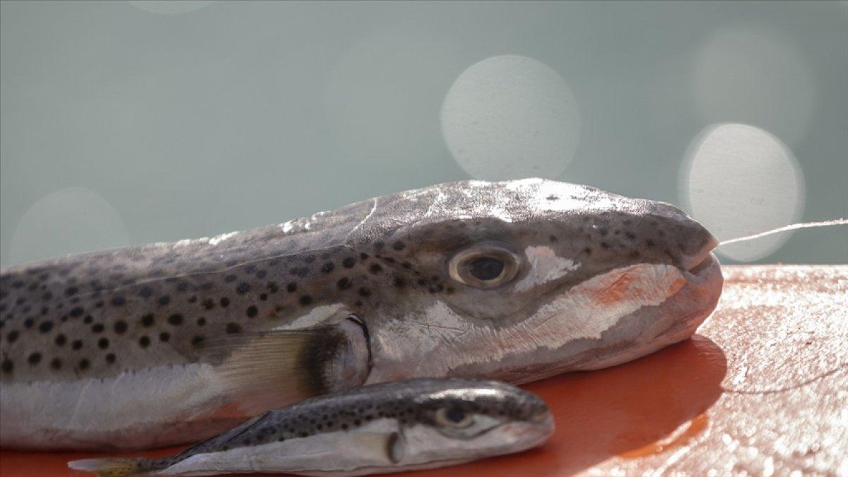 Balon balığına avlayanlara ödeme var