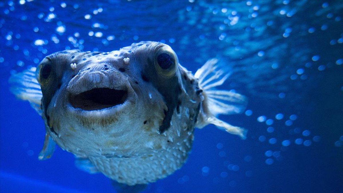 Balon balığı zehirli