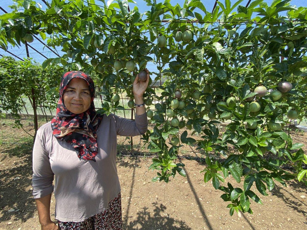 Passiflora talebine yetişilmiyor