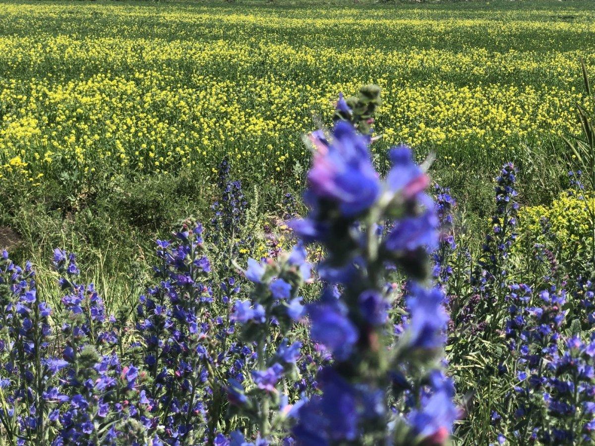 Kars tarlalarını sarı çiçekler sardı
