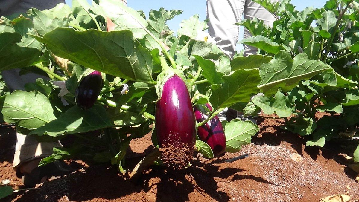 Patlıcan hasadı başladı