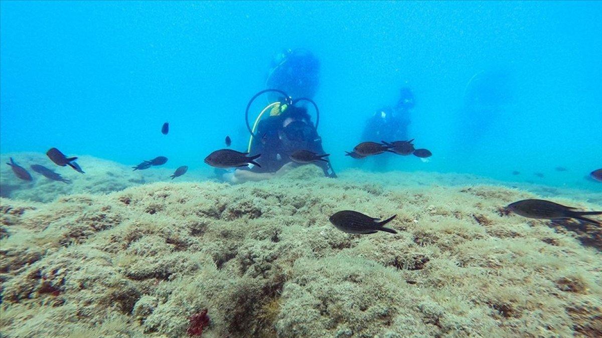 Doğu Akdeniz su altı zenginliğiyle dikkat çekiyor