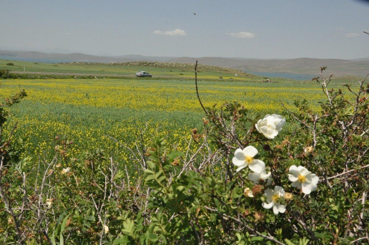 Kars tarlalarını sarı çiçekler sardı
