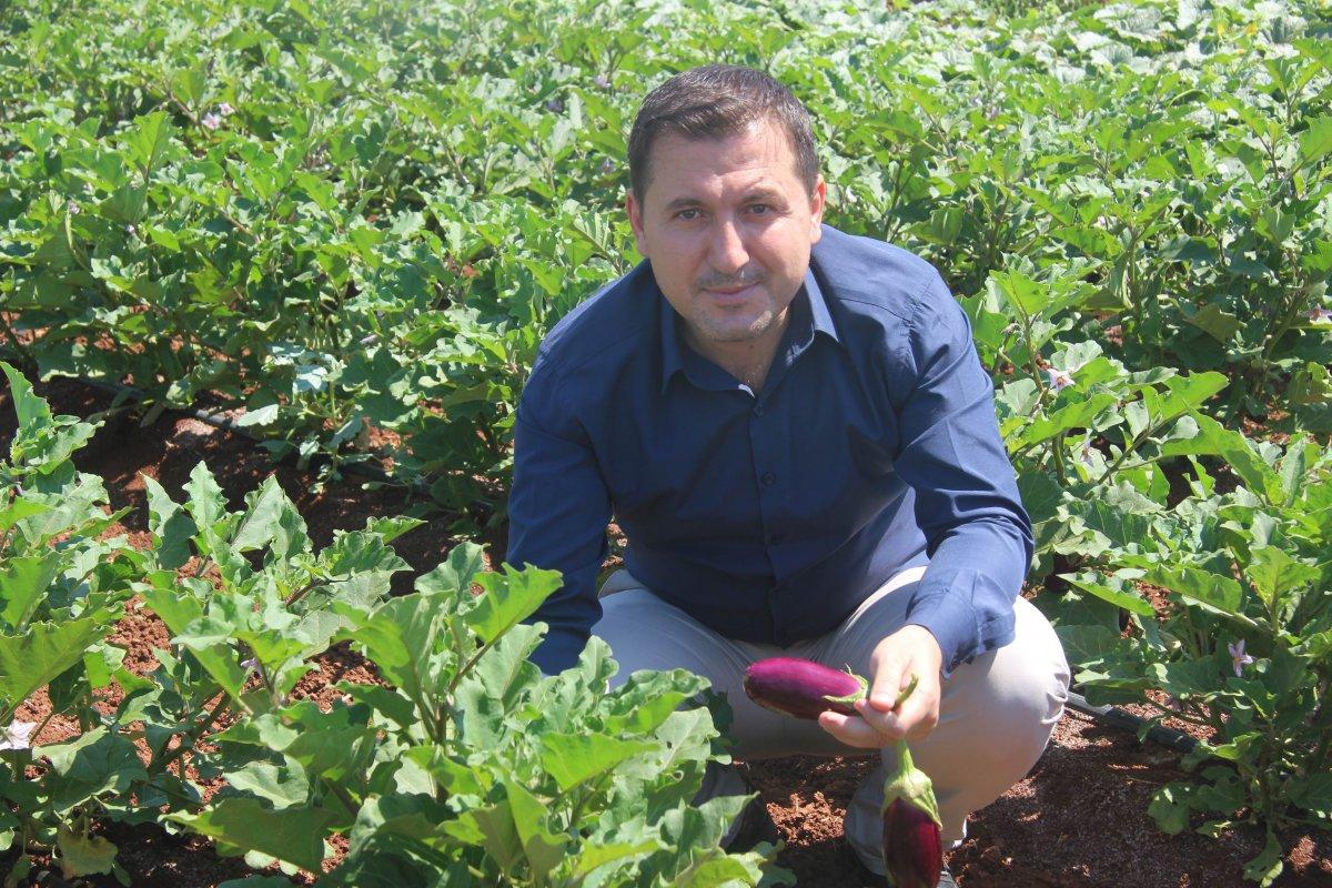 Patlıcan hasadı başladı