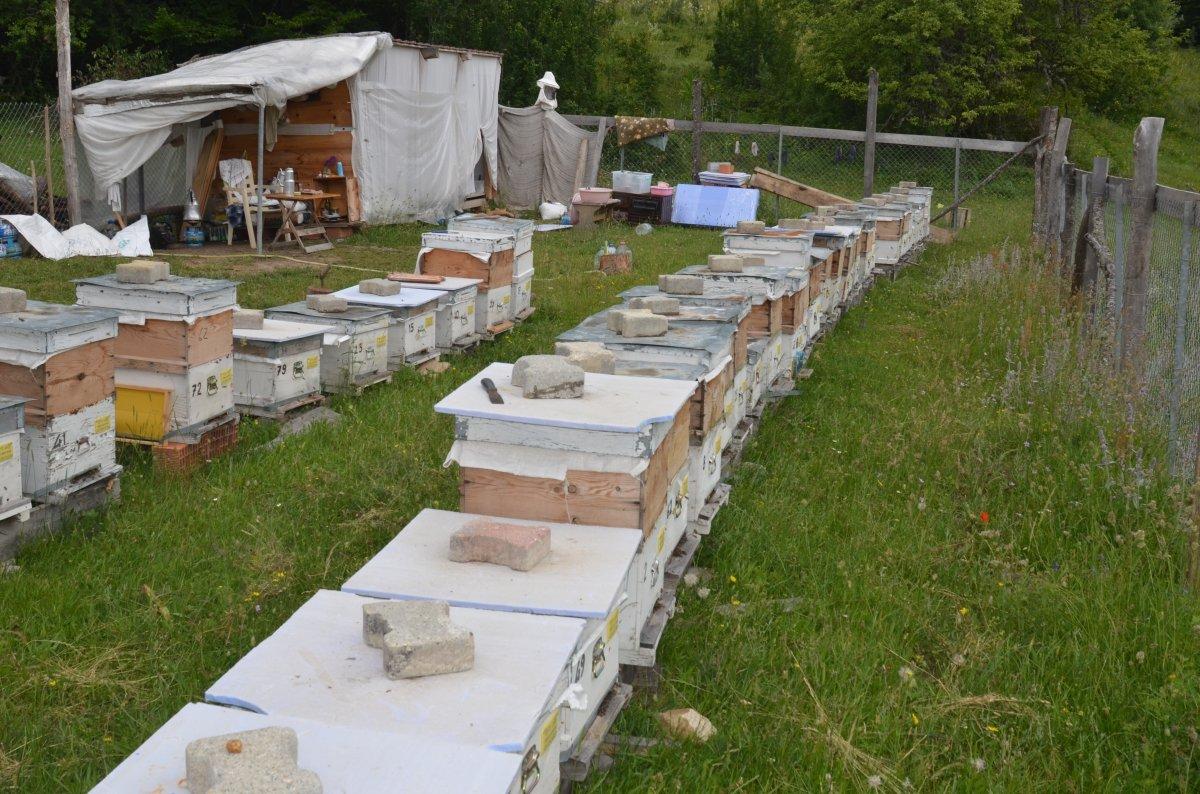 Kastamonu'da arı kovanlarını radyo sayesinde koruyor