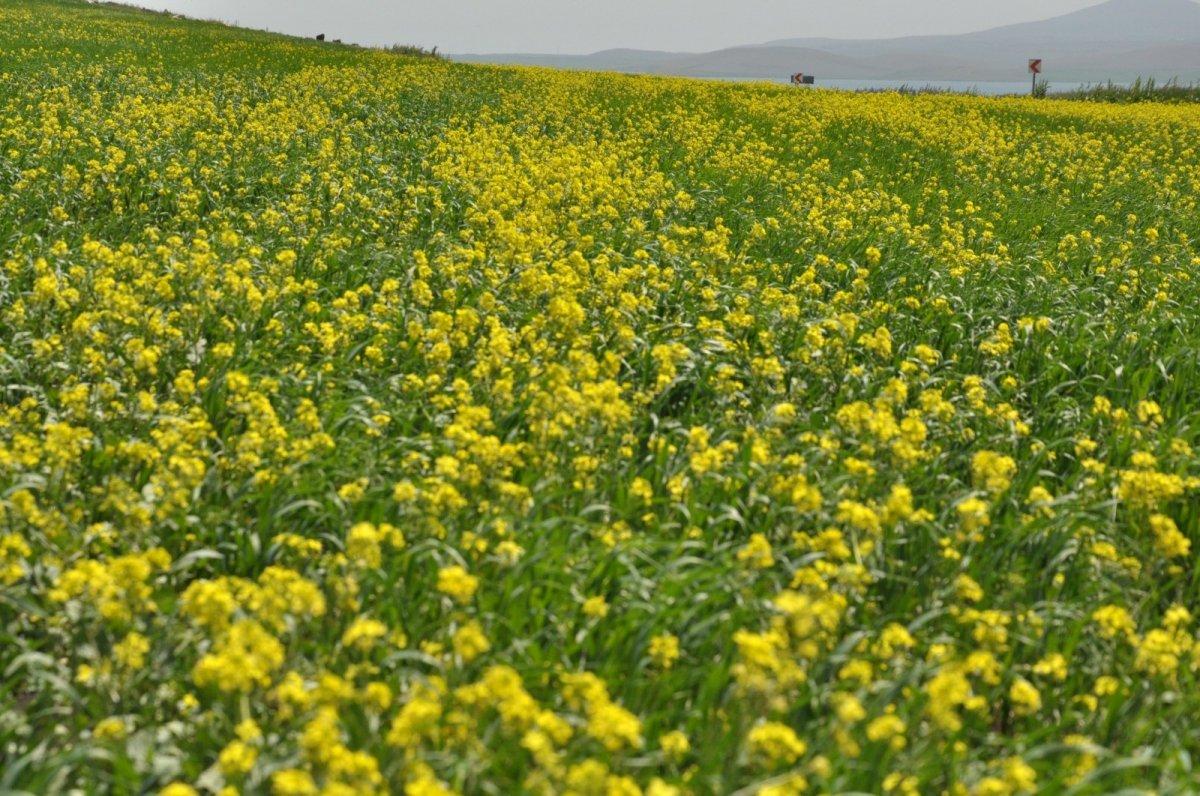 Kars tarlalarını sarı çiçekler sardı