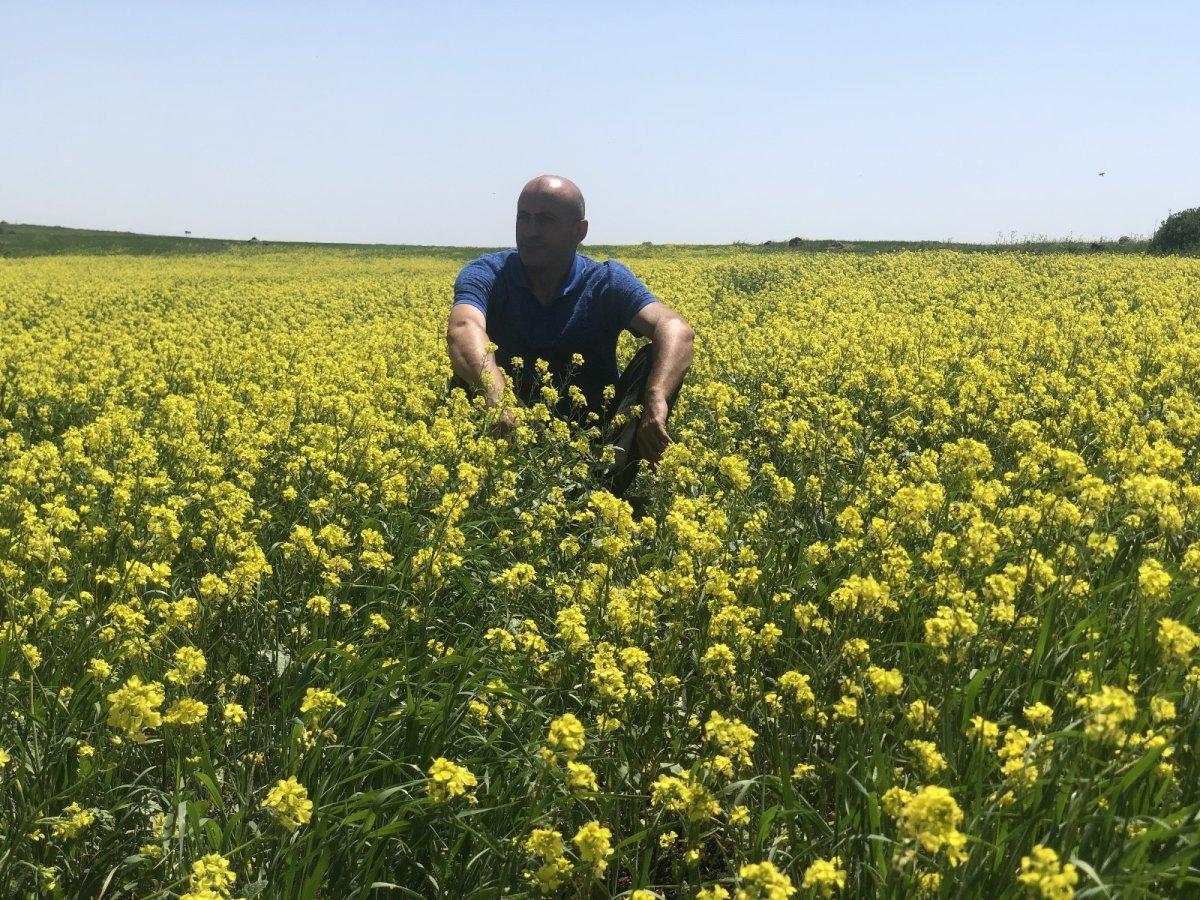 Kars tarlalarını sarı çiçekler sardı