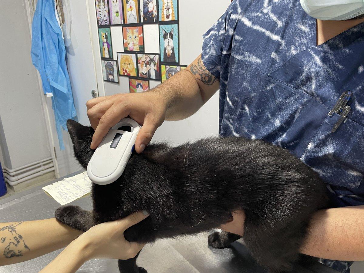 Evcil hayvanlara mikroçip takılmaya başlandı