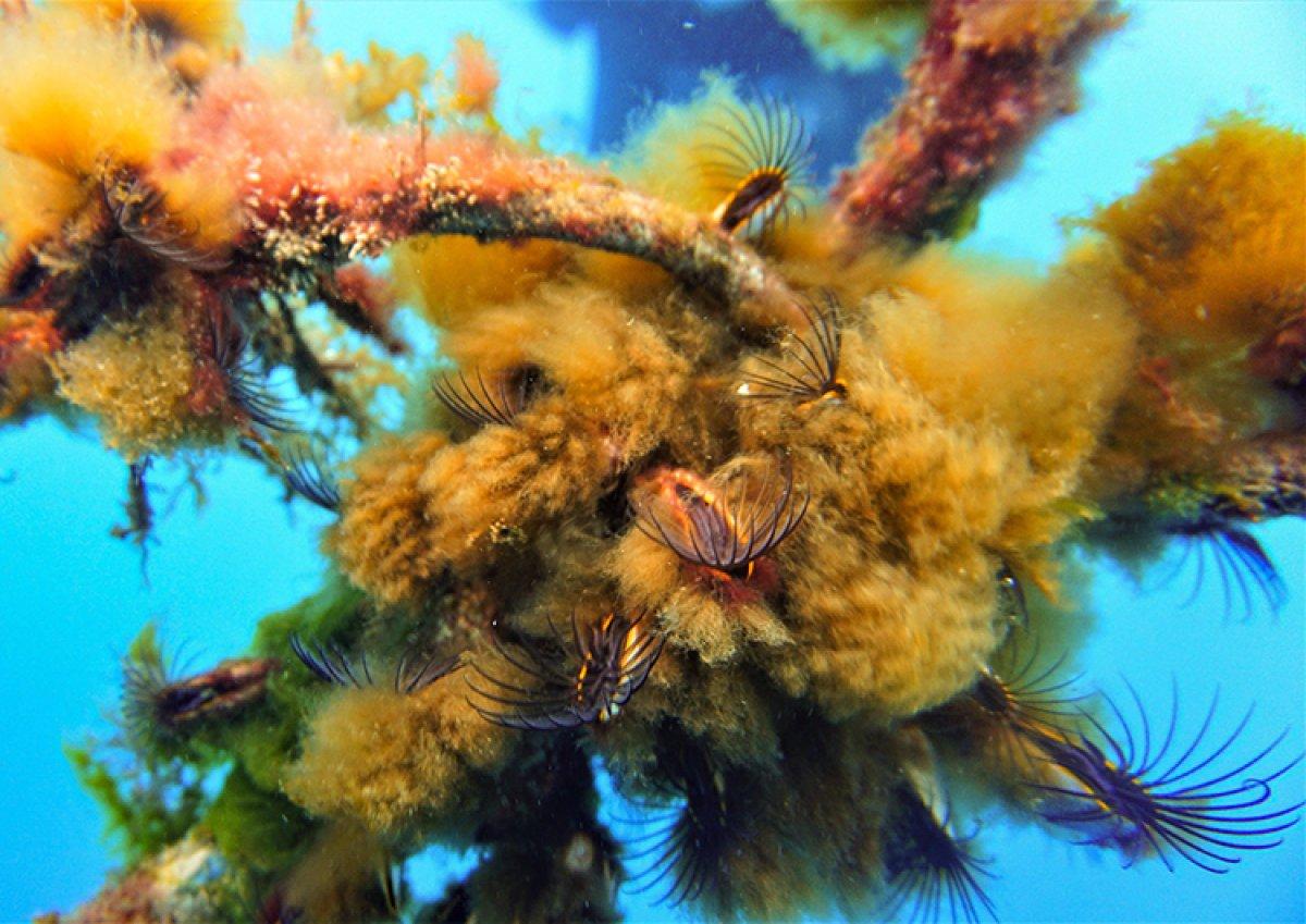 Doğu Akdeniz su altı zenginliğiyle dikkat çekiyor