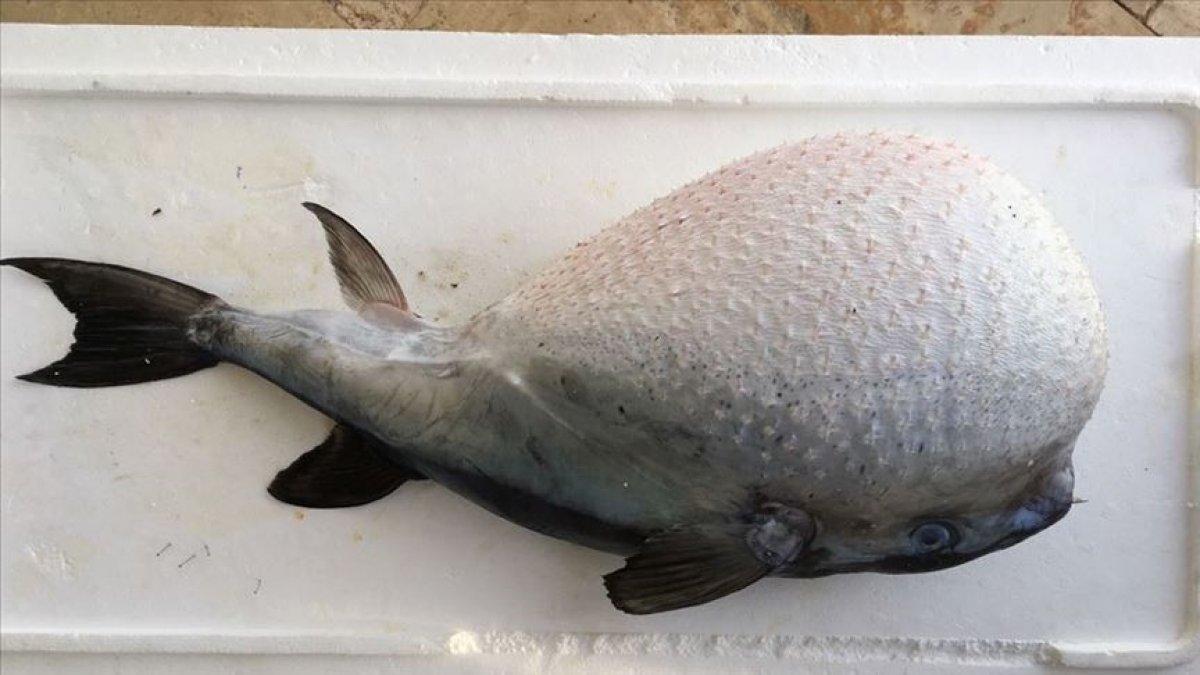 Balon balığına avlayanlara ödeme var