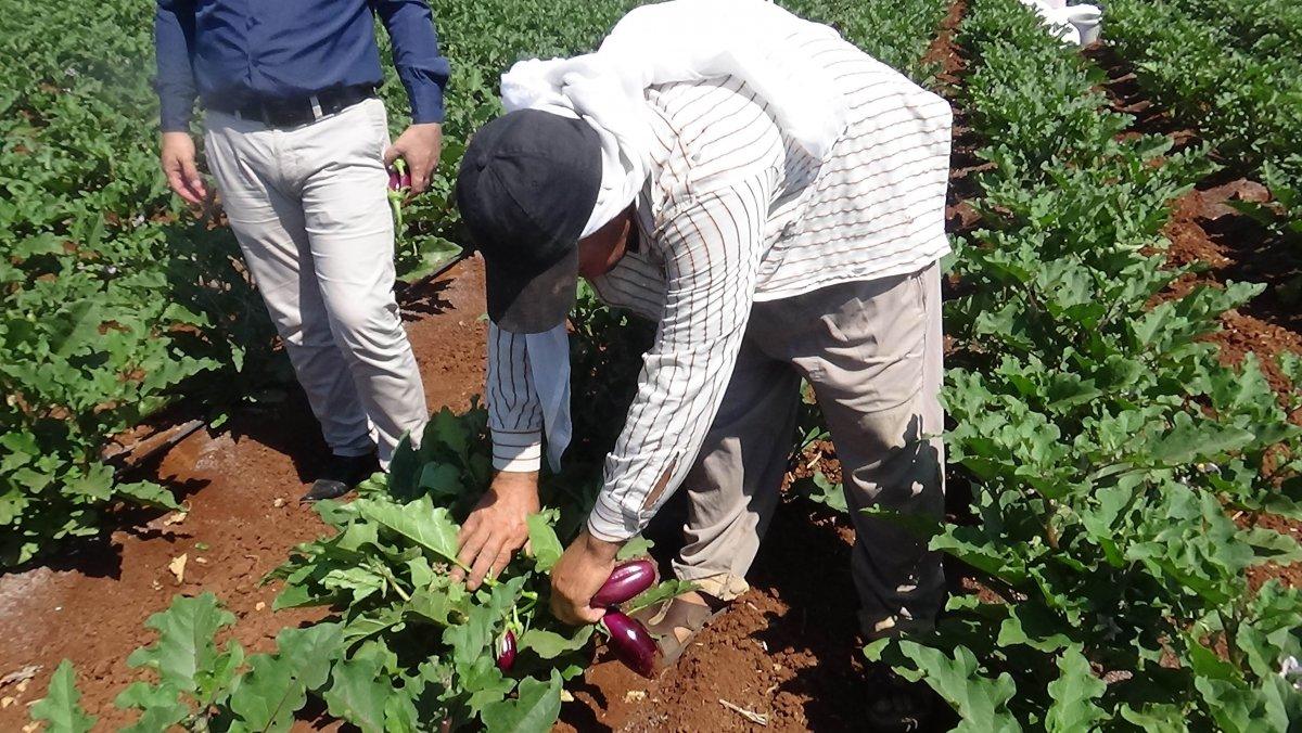 Patlıcan hasadı başladı